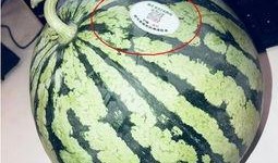 网红 泰国 吃瓜,一场别开生面的“吃瓜”盛宴