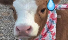 娱乐吃瓜酱仓鼠