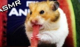 娱乐吃瓜酱仓鼠