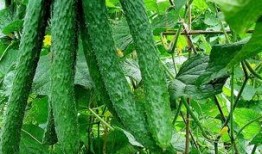 黄瓜农药爆料视频下载大全