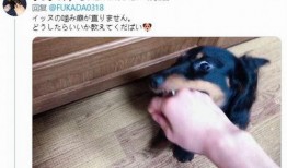 狗咬狗在线观看,一场残酷的生存较量