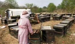 养蜂人在线观看,揭秘蜜蜂王国的生活奥秘